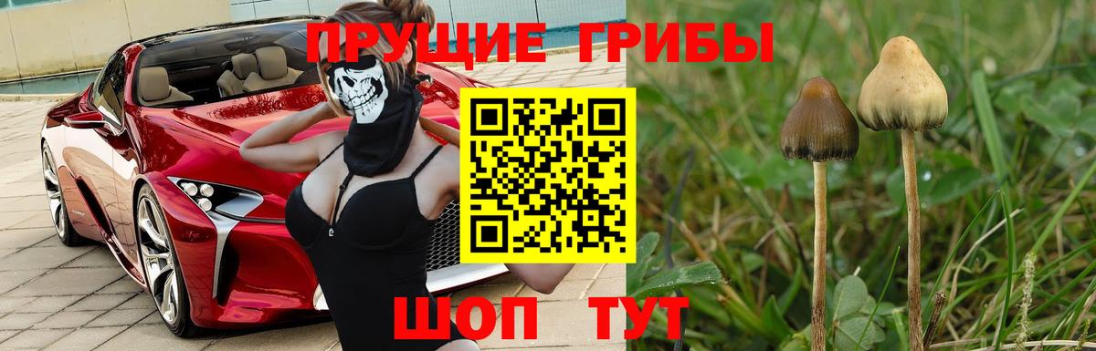 Псилоцибиновые грибы прущие грибы Малгобек